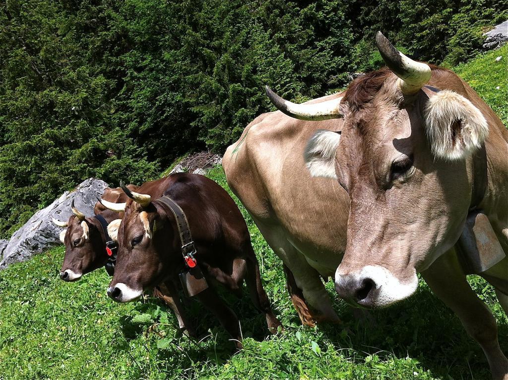 Sam & Cindy Muehlemann Lägenhet Interlaken Exteriör bild
