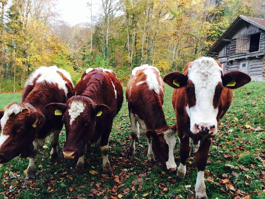 Sam & Cindy Muehlemann Lägenhet Interlaken Exteriör bild